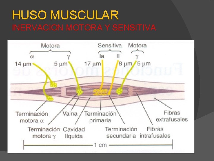 HUSO MUSCULAR INERVACION MOTORA Y SENSITIVA 