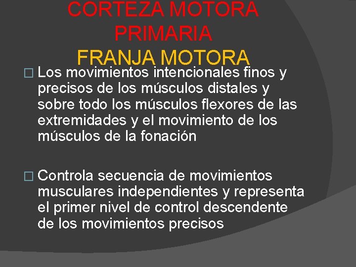 � Los CORTEZA MOTORA PRIMARIA FRANJA MOTORA movimientos intencionales finos y precisos de los