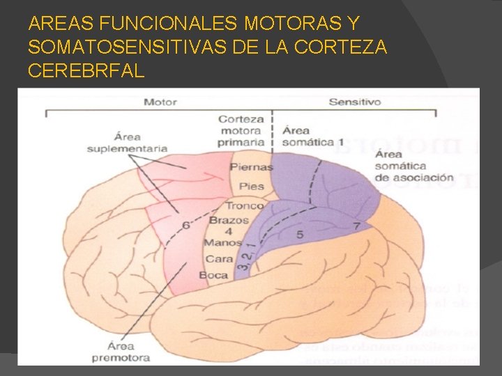 AREAS FUNCIONALES MOTORAS Y SOMATOSENSITIVAS DE LA CORTEZA CEREBRFAL 