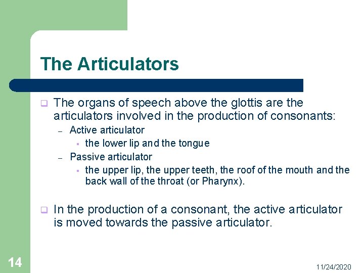 The Articulators q The organs of speech above the glottis are the articulators involved
