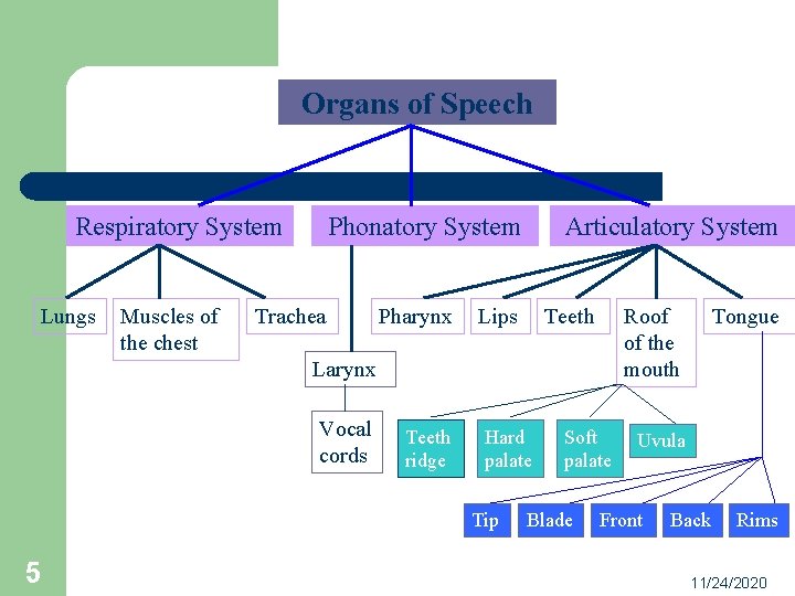 Organs of Speech Respiratory System Lungs Muscles of the chest Phonatory System Trachea Pharynx