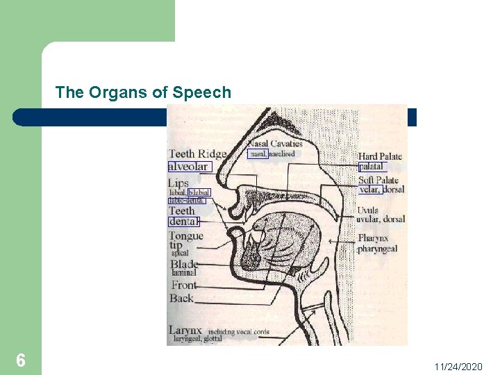 The Organs of Speech 6 11/24/2020 