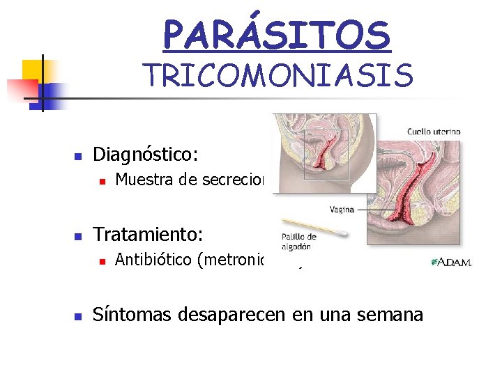 PARÁSITOS TRICOMONIASIS n Diagnóstico: n n Tratamiento: n n Muestra de secreciones Antibiótico (metronidazol)