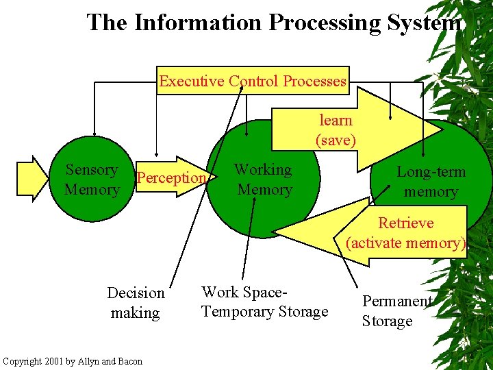 The Information Processing System Executive Control Processes learn (save) Sensory Perception Memory Working Memory