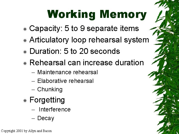 Working Memory Capacity: 5 to 9 separate items Articulatory loop rehearsal system Duration: 5