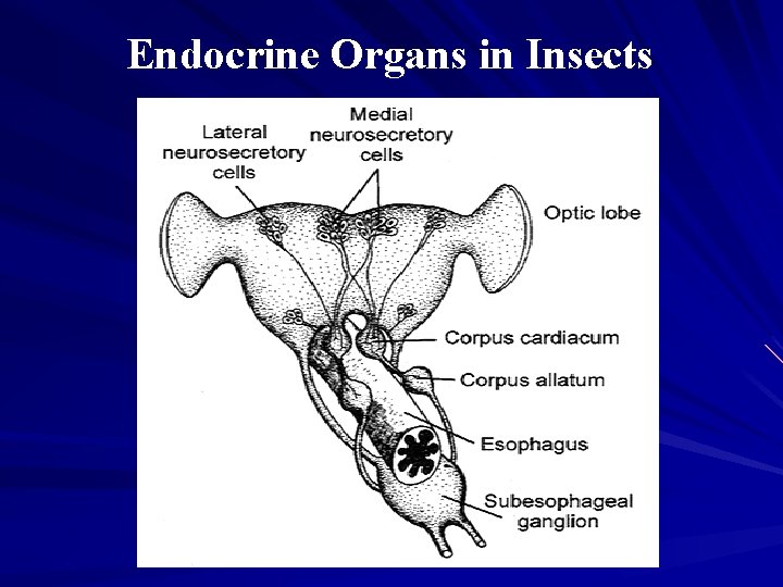 Endocrine Organs in Insects 