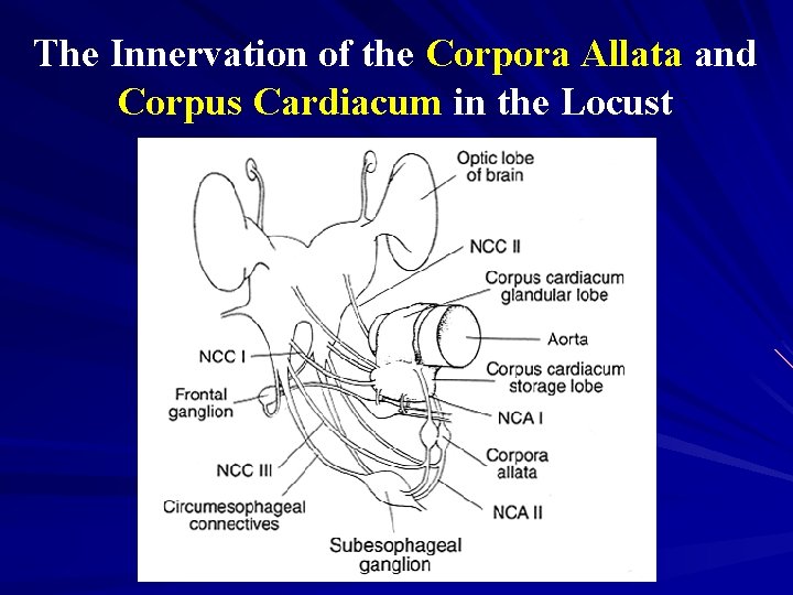 The Innervation of the Corpora Allata and Corpus Cardiacum in the Locust 
