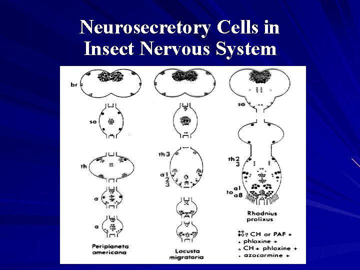 Neurosecretory Cells in Insect Nervous System 
