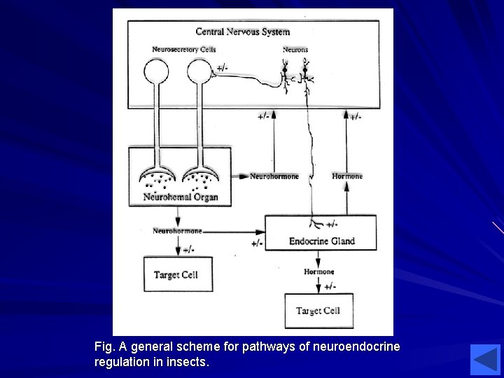 Fig. A general scheme for pathways of neuroendocrine regulation in insects. 