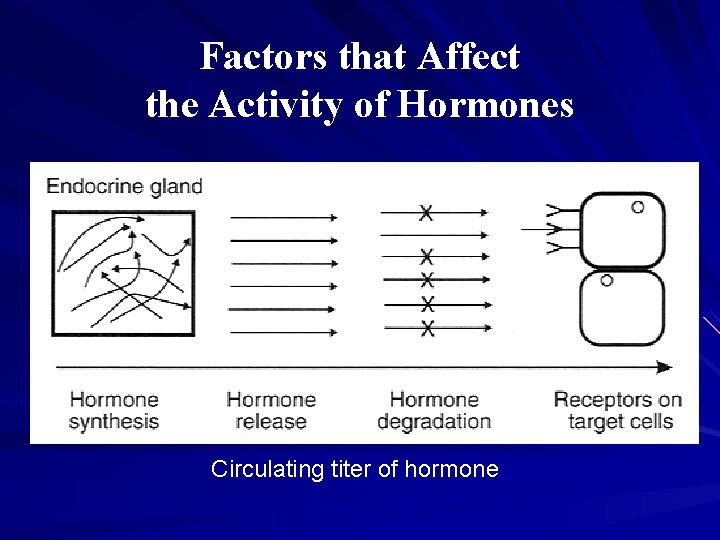 Factors that Affect the Activity of Hormones Circulating titer of hormone 