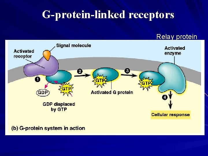 G-protein-linked receptors Relay protein 