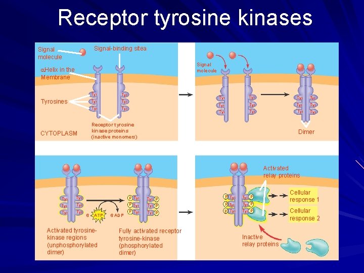 Receptor tyrosine kinases Signal-binding sitea Signal molecule Helix in the Membrane Tyrosines CYTOPLASM Tyr