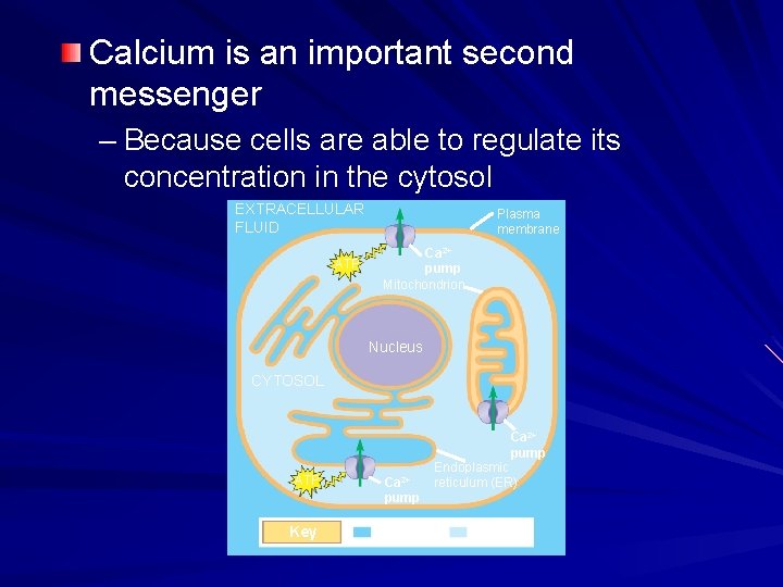 Calcium is an important second messenger – Because cells are able to regulate its