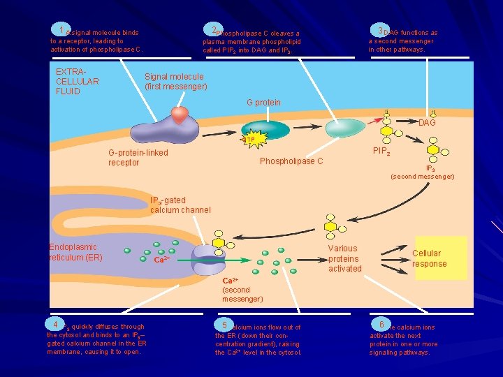 1 A signal molecule binds to a receptor, leading to activation of phospholipase C.