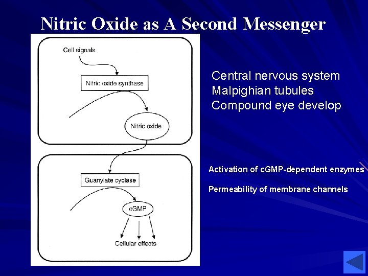 Nitric Oxide as A Second Messenger Central nervous system Malpighian tubules Compound eye develop