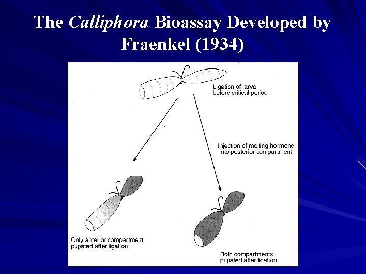 The Calliphora Bioassay Developed by Fraenkel (1934) 