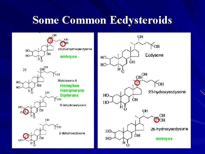 Some Common Ecdysteroids embryos 28 Honeybee Hemipterans Dipterans embryos 