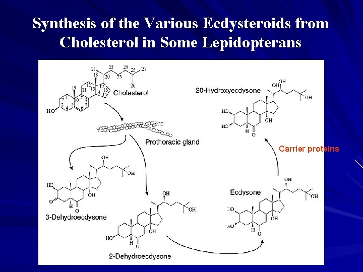 Synthesis of the Various Ecdysteroids from Cholesterol in Some Lepidopterans Carrier proteins 