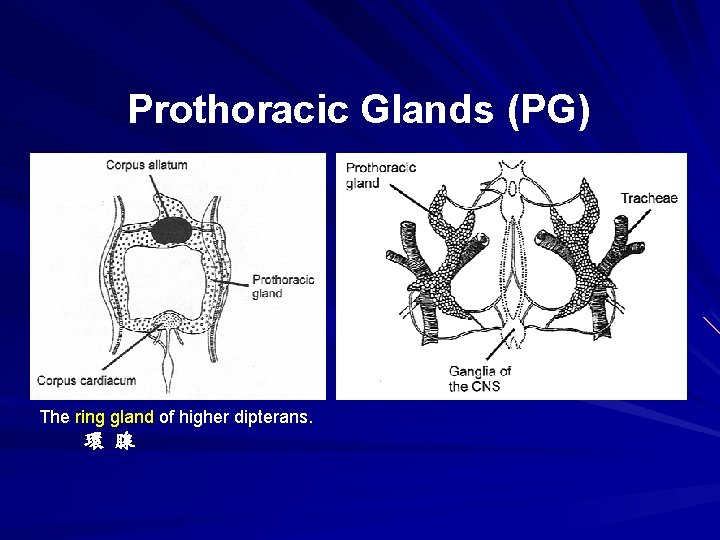 Prothoracic Glands (PG) The ring gland of higher dipterans. 環 腺 
