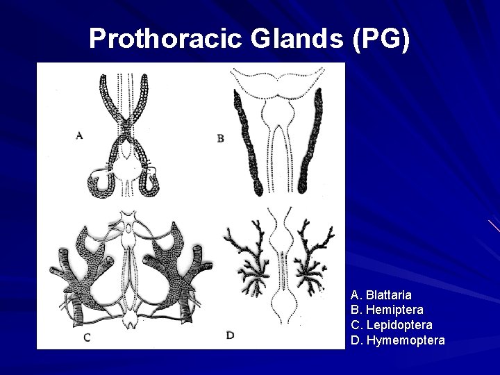 Prothoracic Glands (PG) A. Blattaria B. Hemiptera C. Lepidoptera D. Hymemoptera 