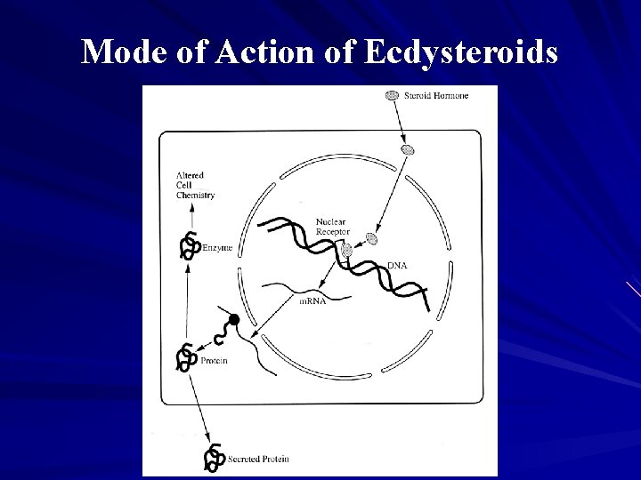 Mode of Action of Ecdysteroids 