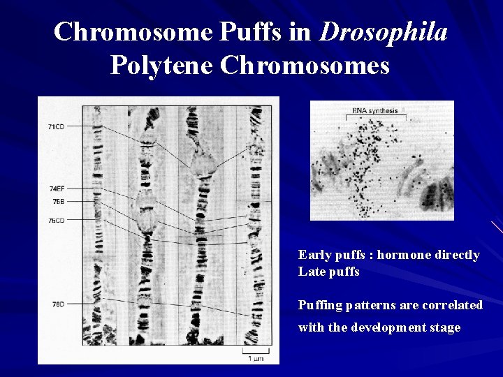 Chromosome Puffs in Drosophila Polytene Chromosomes Early puffs : hormone directly Late puffs Puffing