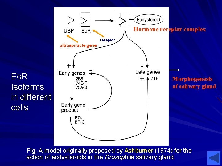 Hormone receptor complex receptor ultraspiracle gene Ec. R Isoforms in different cells Morphogenesis of