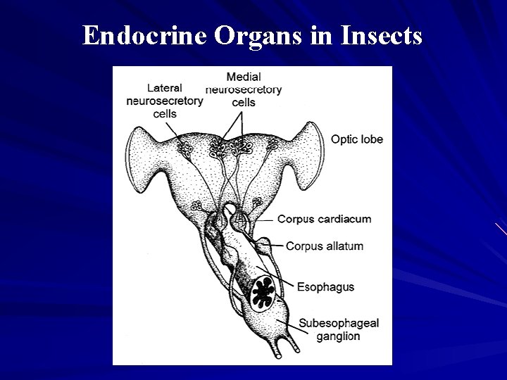 Endocrine Organs in Insects 