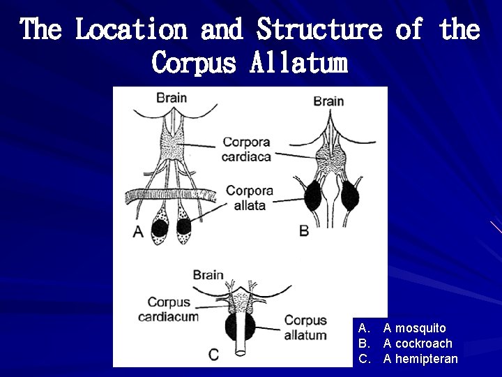 The Location and Structure of the Corpus Allatum A. A mosquito B. A cockroach