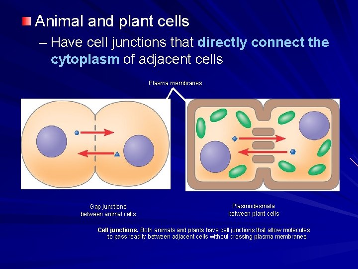 Animal and plant cells – Have cell junctions that directly connect the cytoplasm of