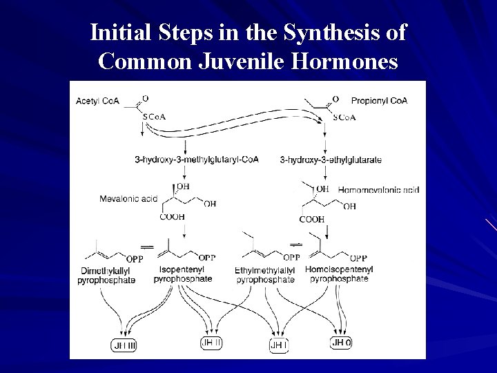 Initial Steps in the Synthesis of Common Juvenile Hormones 