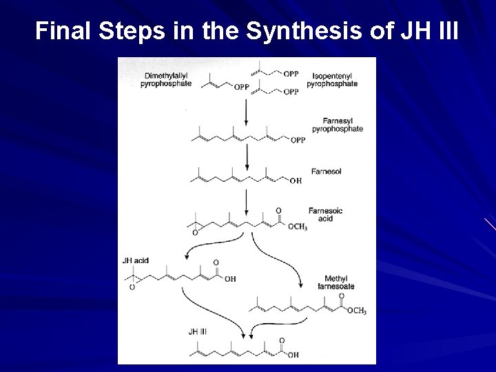 Final Steps in the Synthesis of JH III 