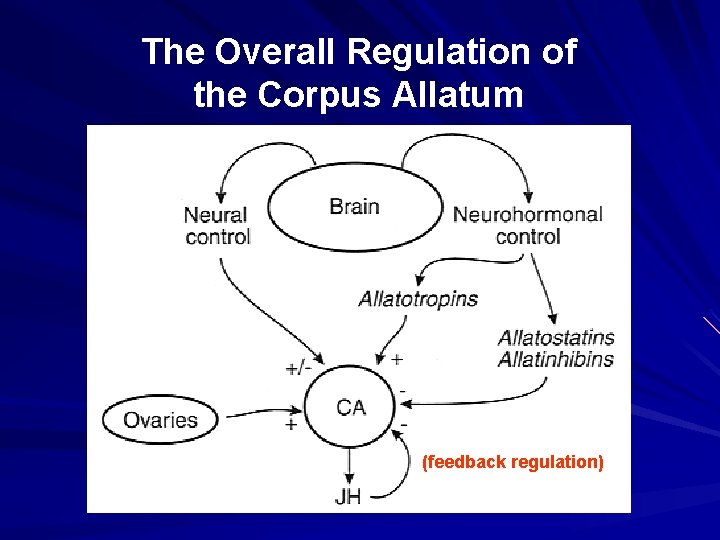 The Overall Regulation of the Corpus Allatum (feedback regulation) 