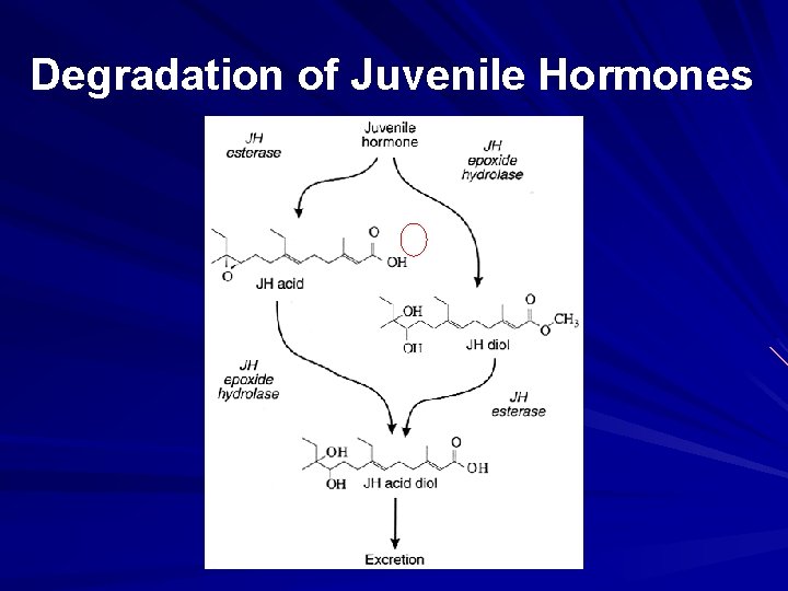 Degradation of Juvenile Hormones 