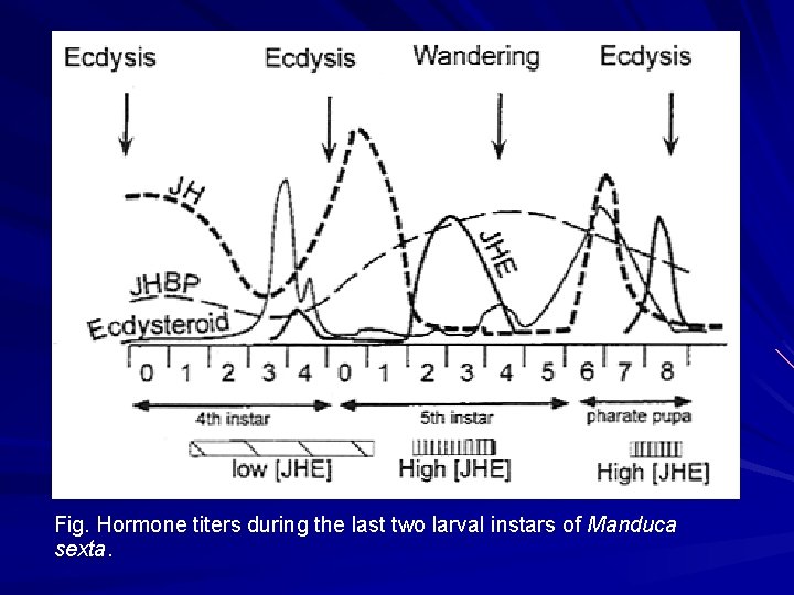 Fig. Hormone titers during the last two larval instars of Manduca sexta. 