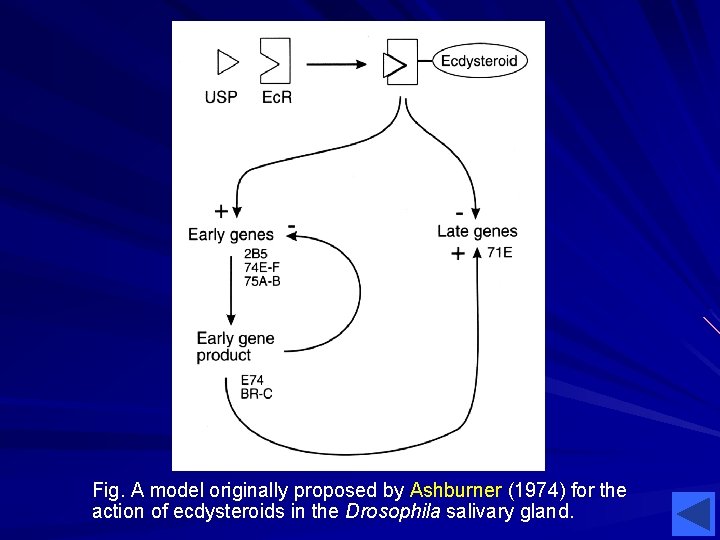 Fig. A model originally proposed by Ashburner (1974) for the action of ecdysteroids in
