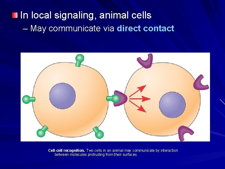 In local signaling, animal cells – May communicate via direct contact Cell-cell recognition. Two