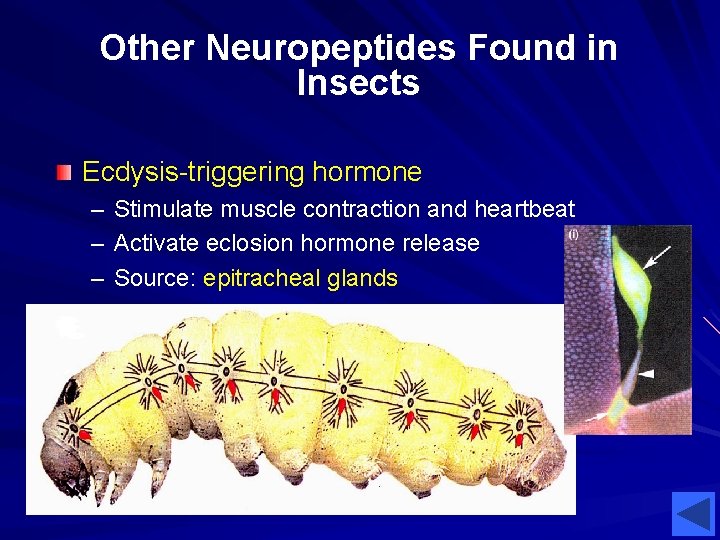 Other Neuropeptides Found in Insects Ecdysis-triggering hormone – Stimulate muscle contraction and heartbeat –