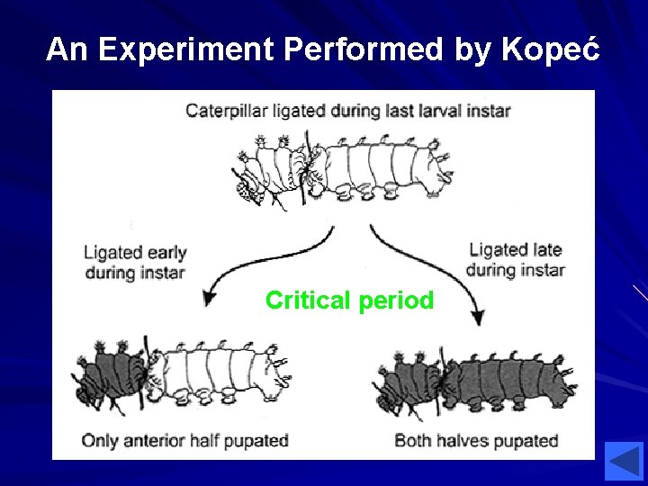 An Experiment Performed by Kopeć Critical period 