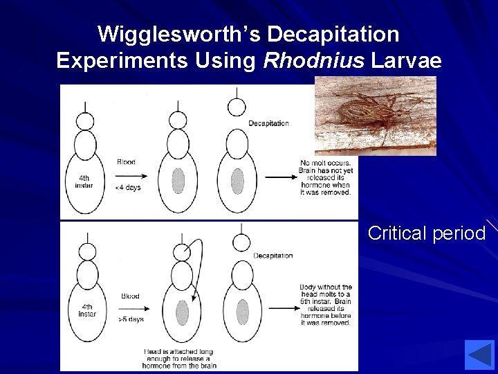 Wigglesworth’s Decapitation Experiments Using Rhodnius Larvae Critical period 