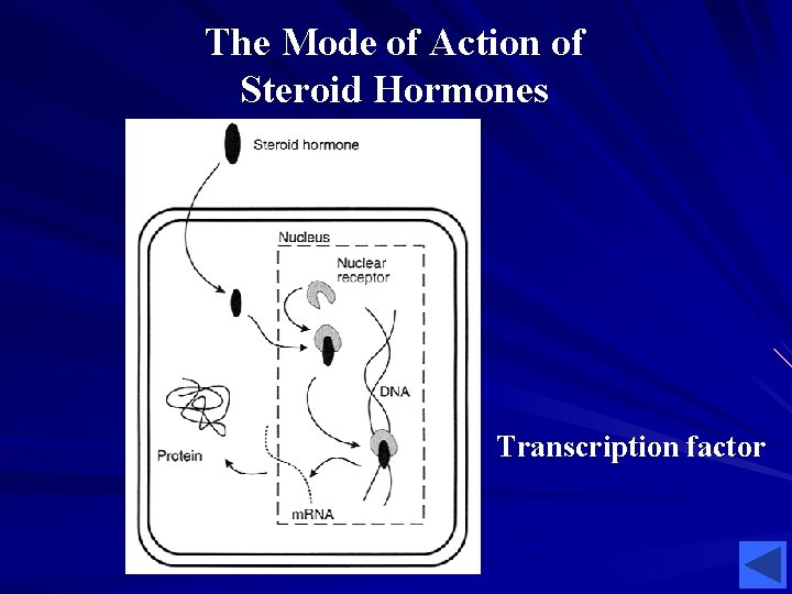 The Mode of Action of Steroid Hormones Transcription factor 
