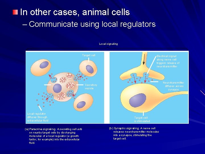 In other cases, animal cells – Communicate using local regulators Local signaling Target cell