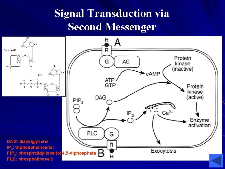 Signal Transduction via Second Messenger DAG: diacylglycerol IP 3: triphosphoinositol PIP 2: phosphatidylinositol 4,