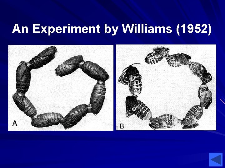An Experiment by Williams (1952) 