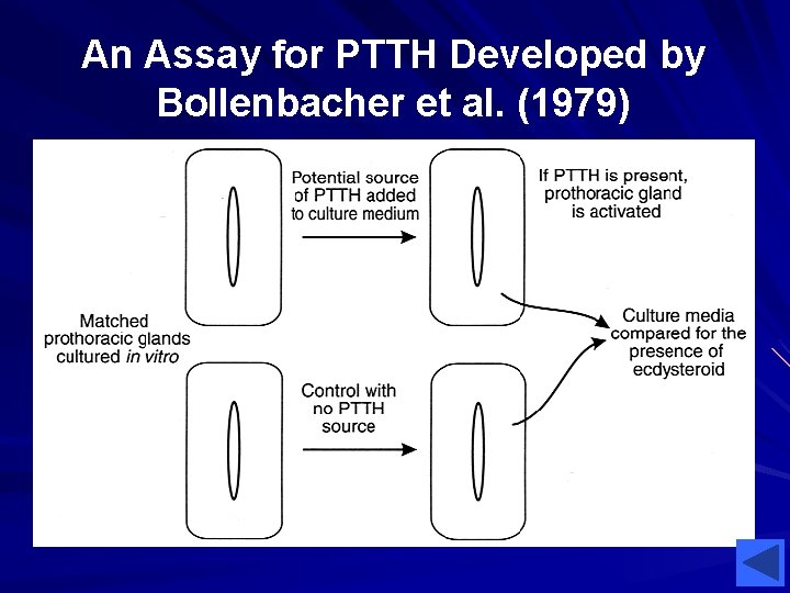 An Assay for PTTH Developed by Bollenbacher et al. (1979) 