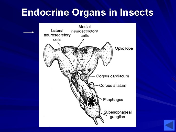 Endocrine Organs in Insects 