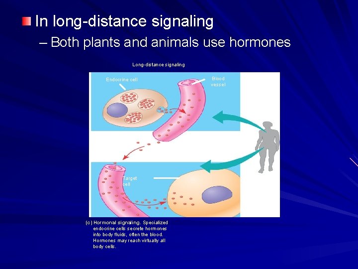 In long-distance signaling – Both plants and animals use hormones Long-distance signaling Blood vessel