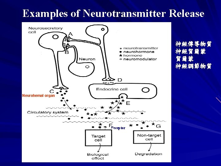 Examples of Neurotransmitter Release 神經傳導物質 神經賀爾蒙 神經調節物質 Neurohemal organ Receptor 