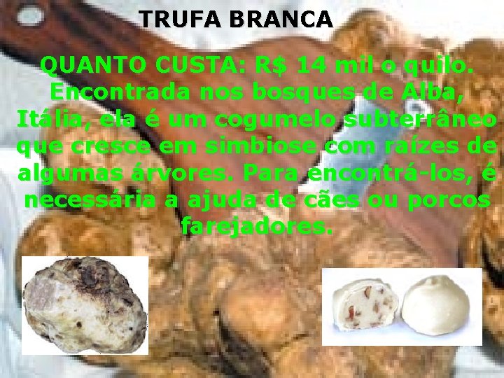 TRUFA BRANCA QUANTO CUSTA: R$ 14 mil o quilo. Encontrada nos bosques de Alba,