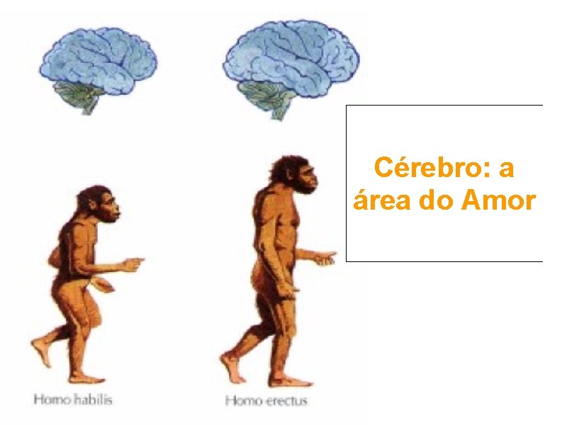 Cérebro: a área do Amor 